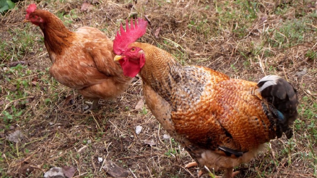¿Cómo es la crianza y qué cuidados deben tener las gallinas criollas?