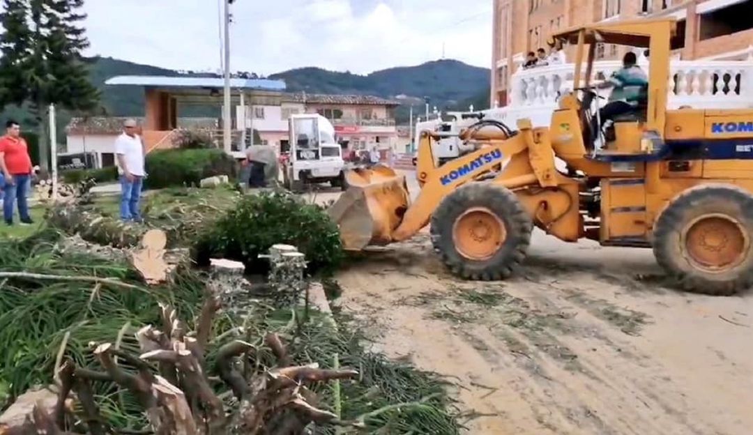 SANTANDER BETULIA DENUNCIAN TALA DE PINOS PARA CONCIERTO: Denuncian arboricidio en Betulia por concierto de ferias