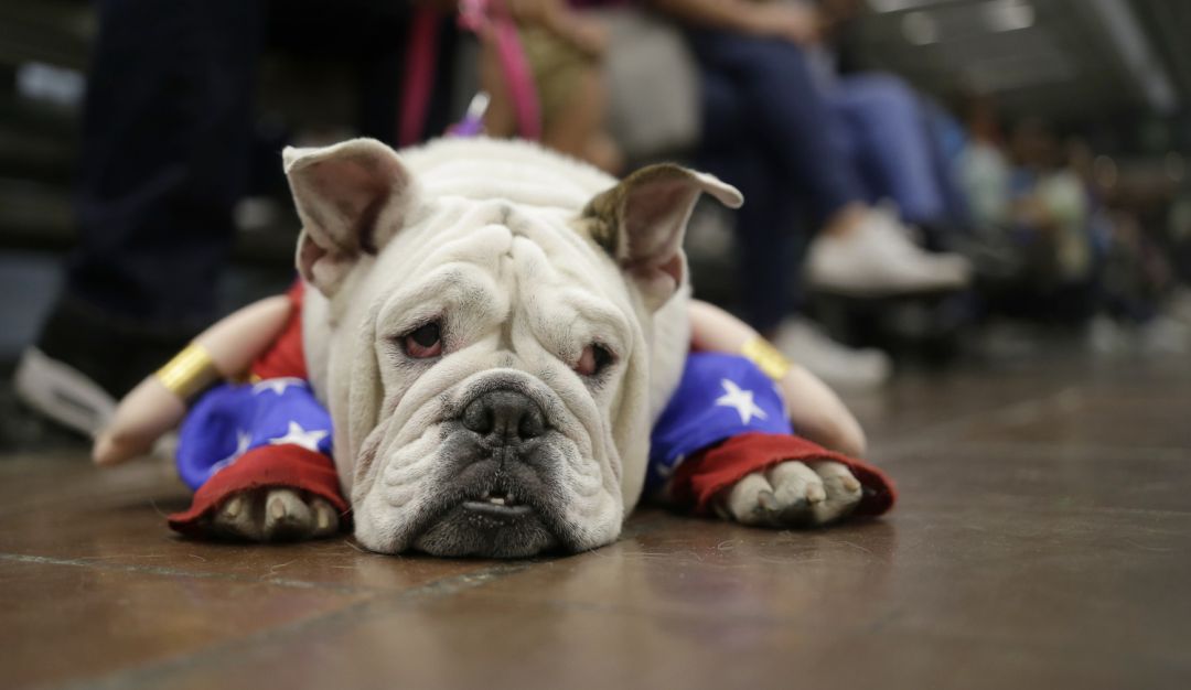 Nuevos casos de perros envenenados en Pereira