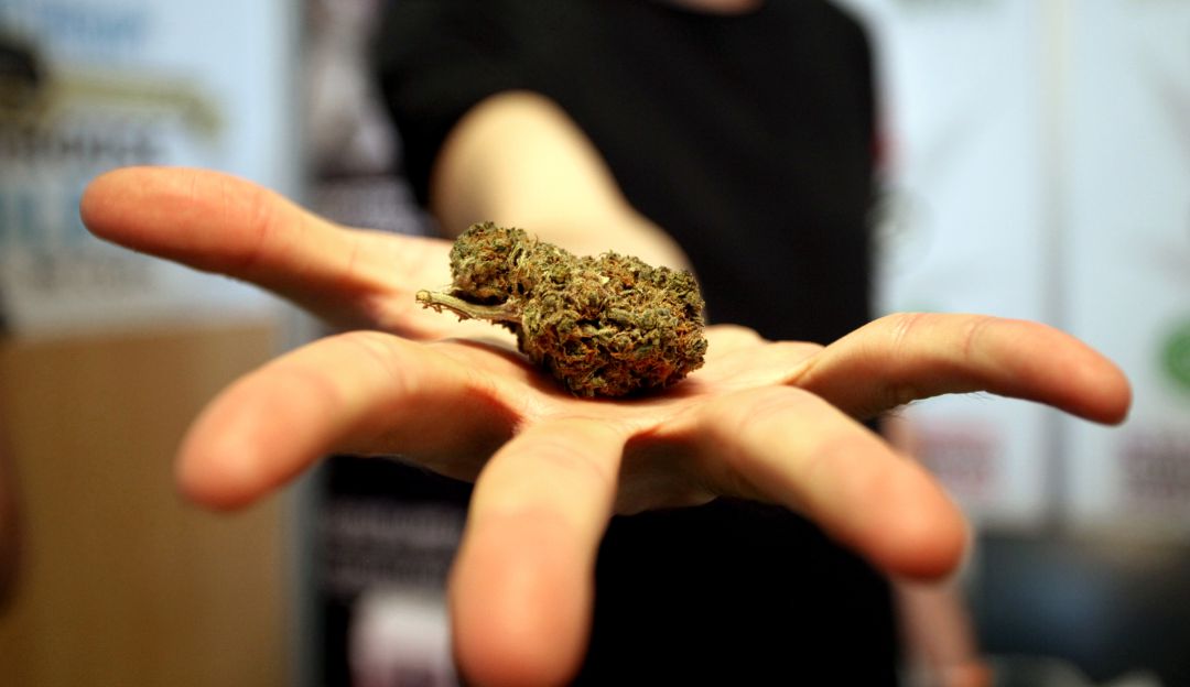 Marihuana medicinal: Estudio asegura que la marihuana medicinal no reduce muertes por opioides
