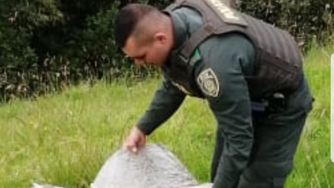 Cargamento de droga incautado en Roncesvalles, Tolima