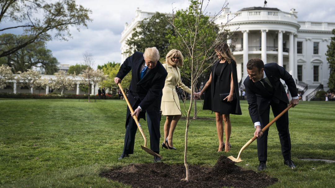 El árbol que Macron le regaló a Trump murió en la Casa Blanca