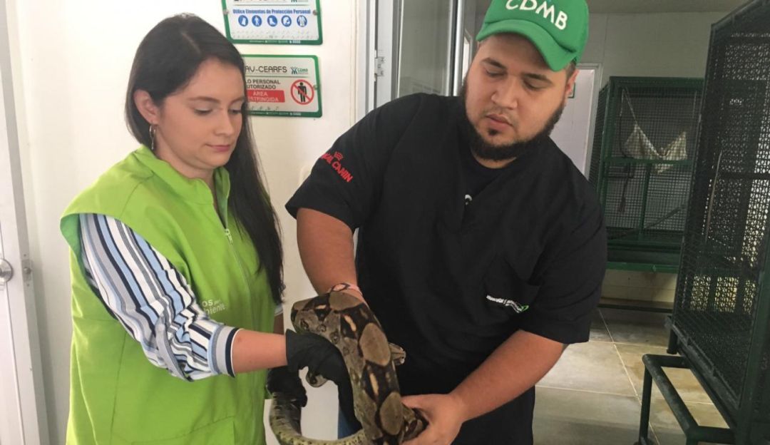 BUCARAMANGA FAUNA SERPÌENTES CAR CDMB: La "inesperada visita" que recibieron en un hogar de Floridablanca