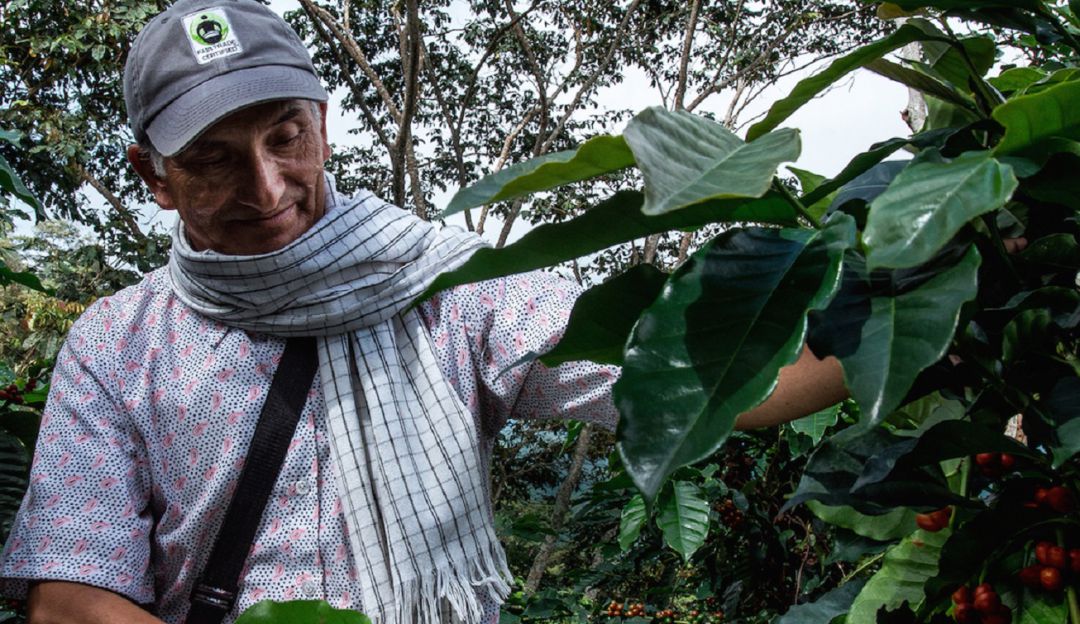 Apoyo a cafeteros: Programa de renovación de cafetales contará con $ 50.500 millones