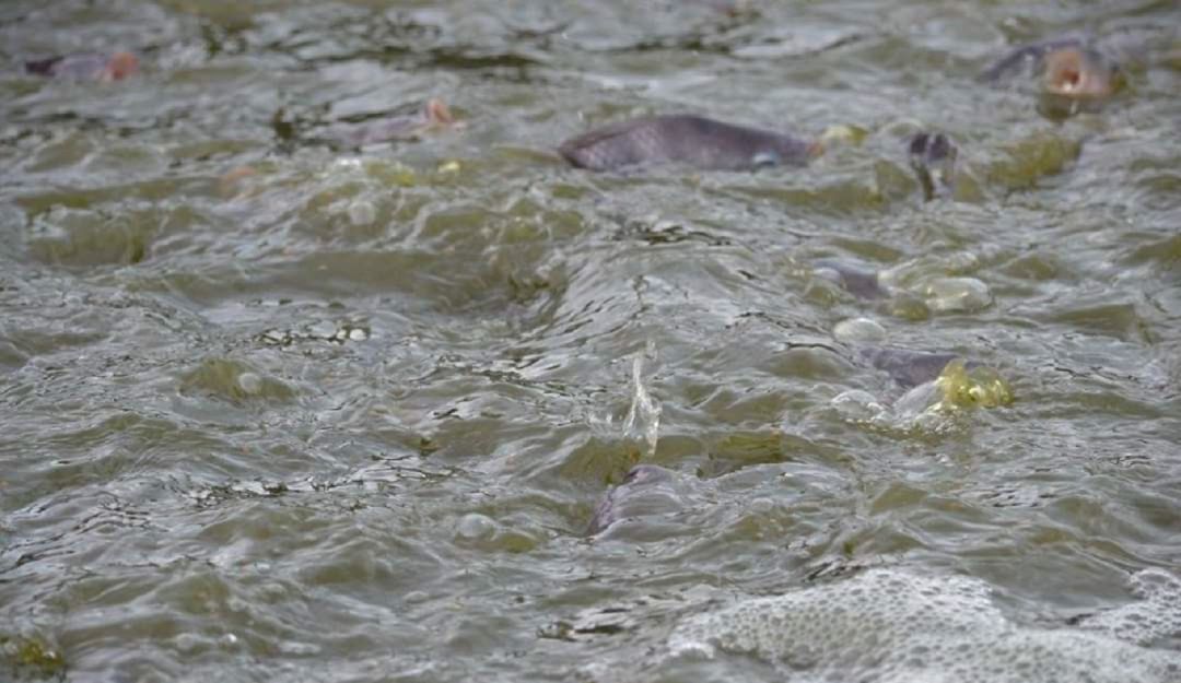 Proyecto de ley para pescadores