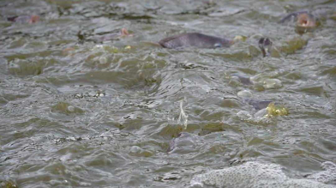 Aprobado en segundo debate proyecto de ley para subsidios a pescadores