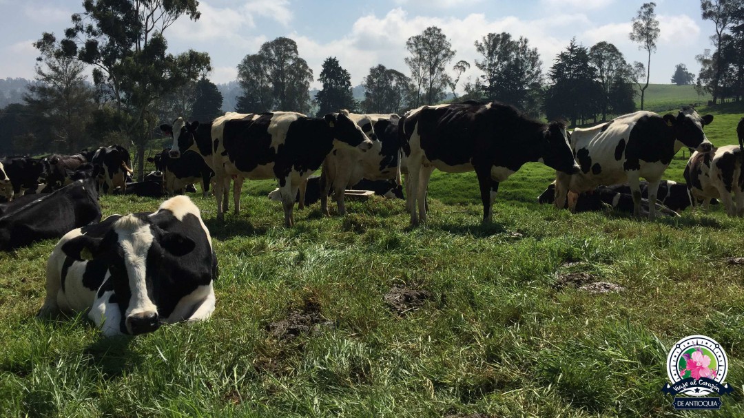 La leche del norte de Antioquia sigue encantando