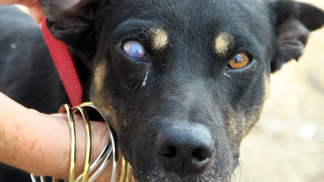 Cortar la cola o las orejas a su mascota sería considerado maltrato animal