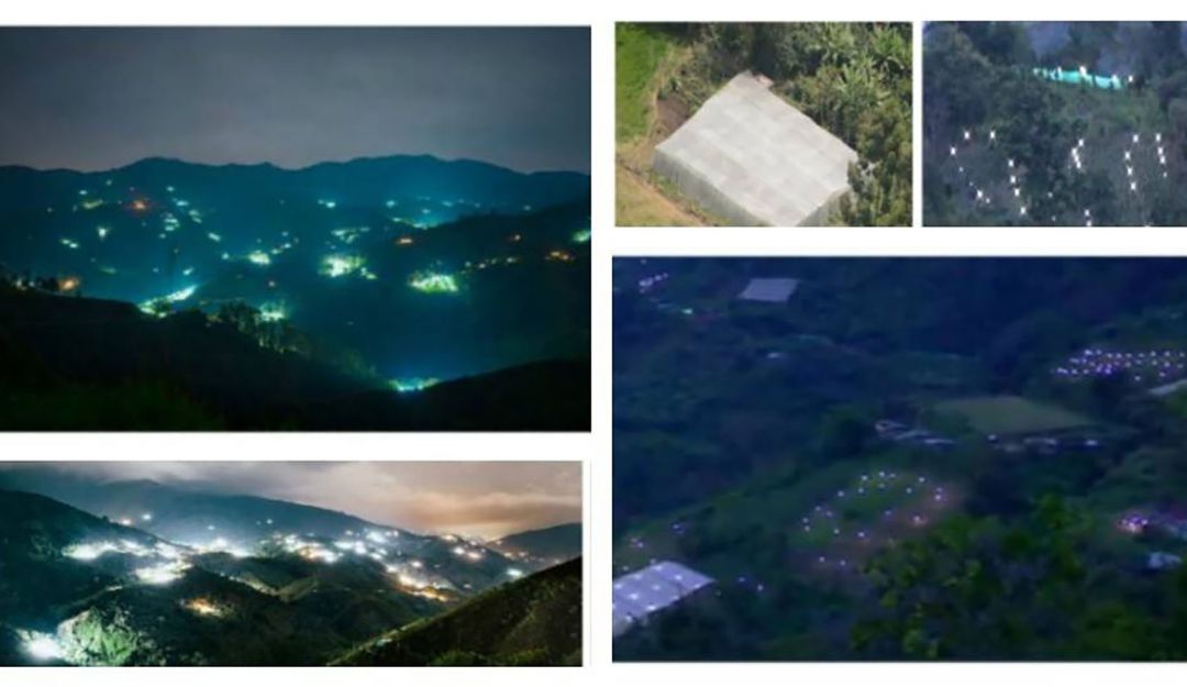 Cultivos de ilícitos: Cortarán conexiones ilegales en invernaderos de marihuana en Cauca