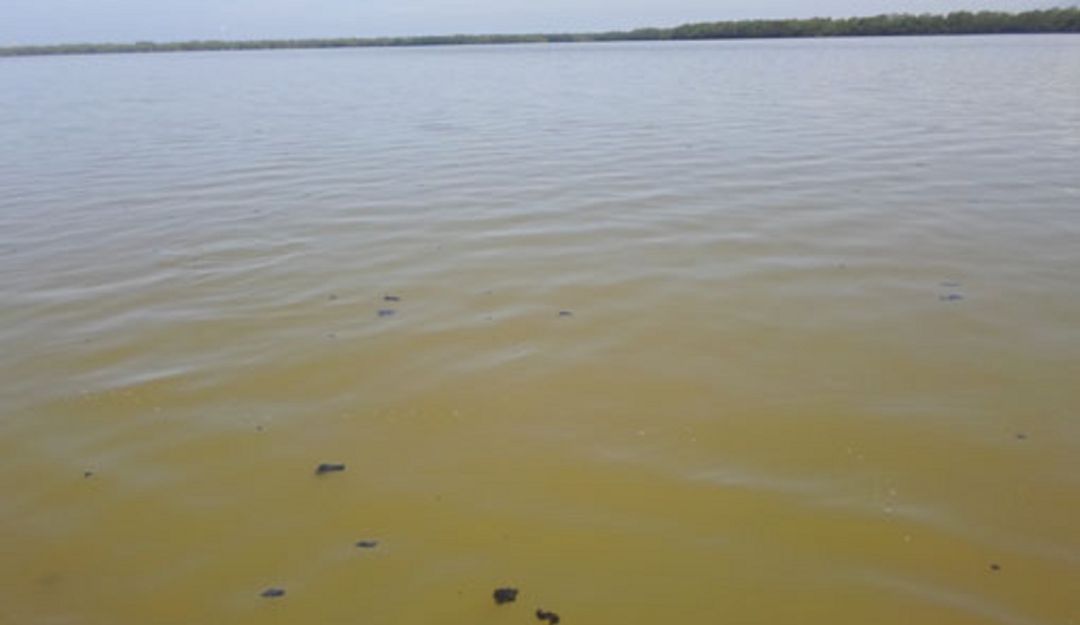 Ciénaga Grande: MinAmbiente anuncia US$10.000.000 para la Ciénaga Grande
