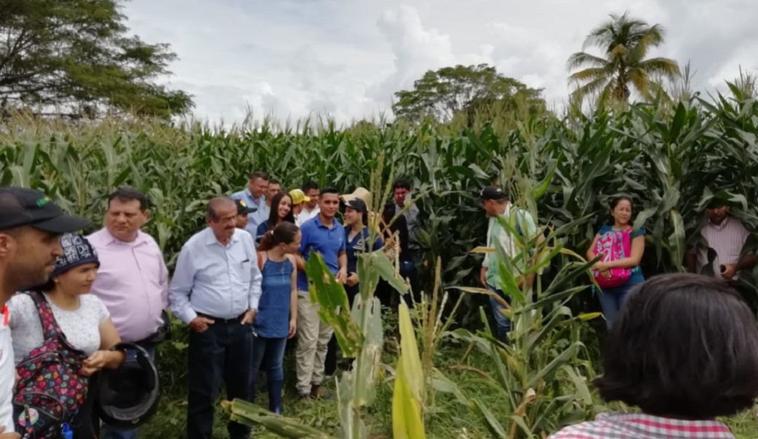 Neiva CorHuila: Maíz de alta calidad para bovinos producen en el Huila