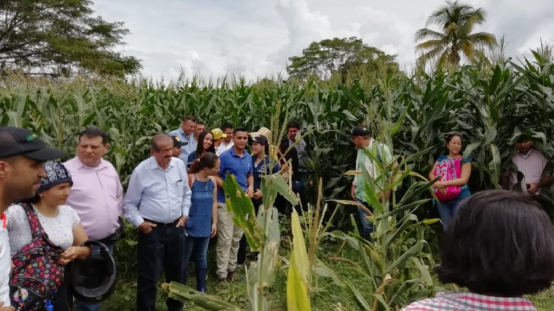 Maíz de alta calidad para bovinos producen en el Huila