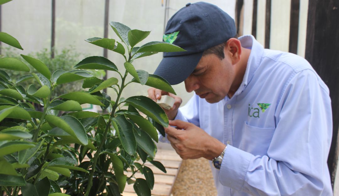 HLB en cítricos Colombia: Cómo prevenir en sus cultivos de cítricos el “dragón asiático”