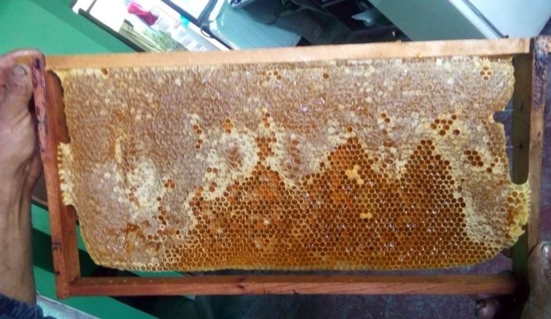 Miel de abejas: La apicultura, otra apuesta para los productores del Tolima