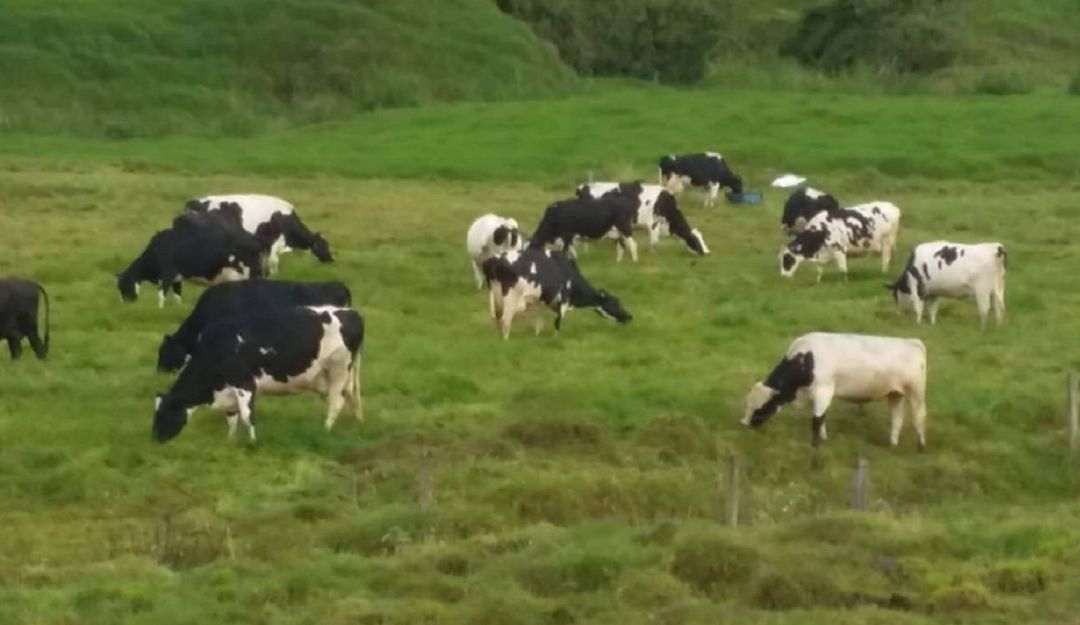 cítricos ganadería agricultura piscicultura afectación: Cítricos, ganadería y piscicultura se afectarán en Viterbo Caldas