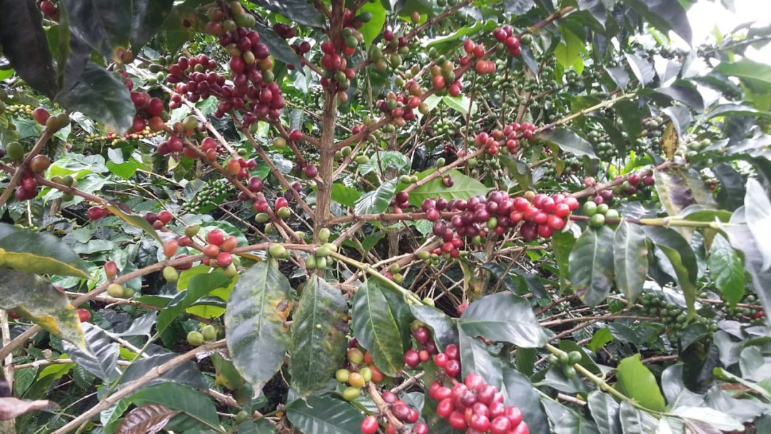 Colombia busca alternativas para subir precio del café