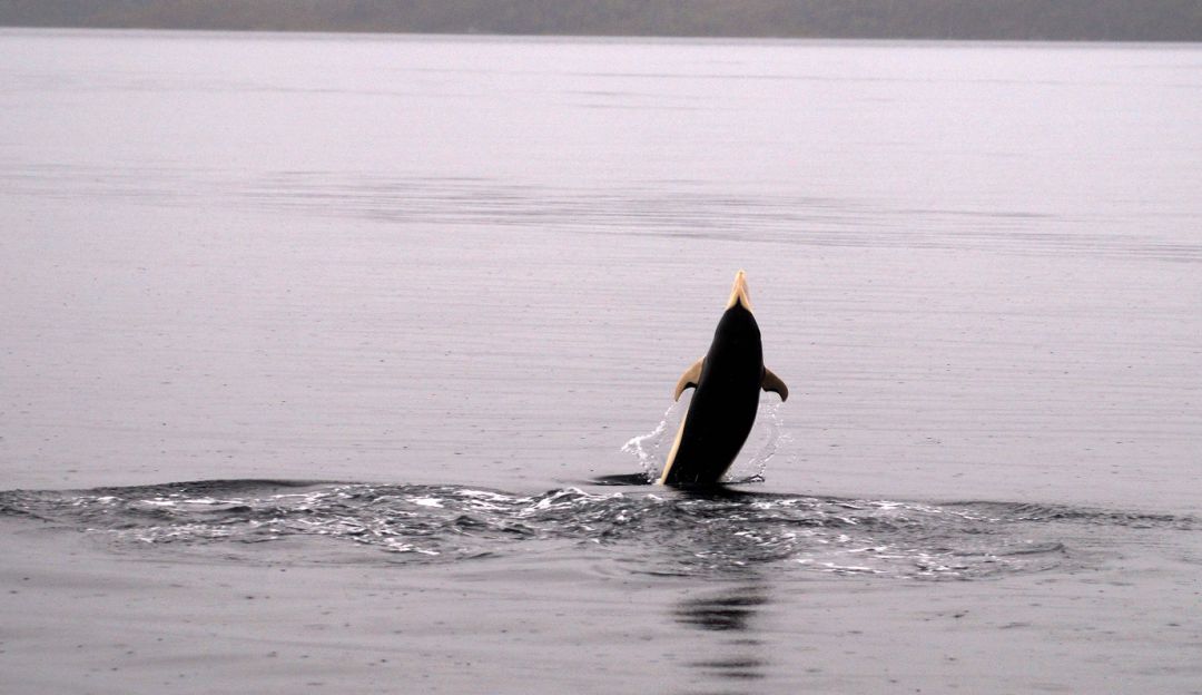 Delfines lisos: Avistan delfines lisos por primera vez en el estrecho de Magallanes