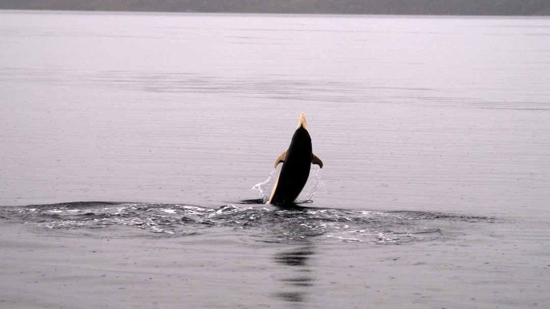 Avistan delfines lisos por primera vez en el estrecho de Magallanes