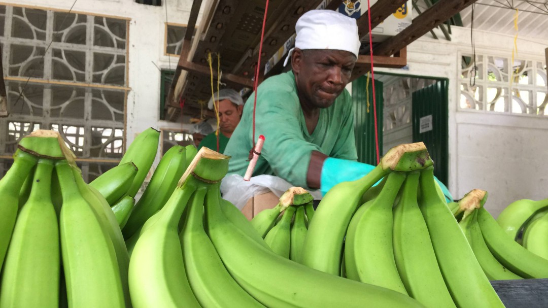 El banano sigue liderando en Urabá