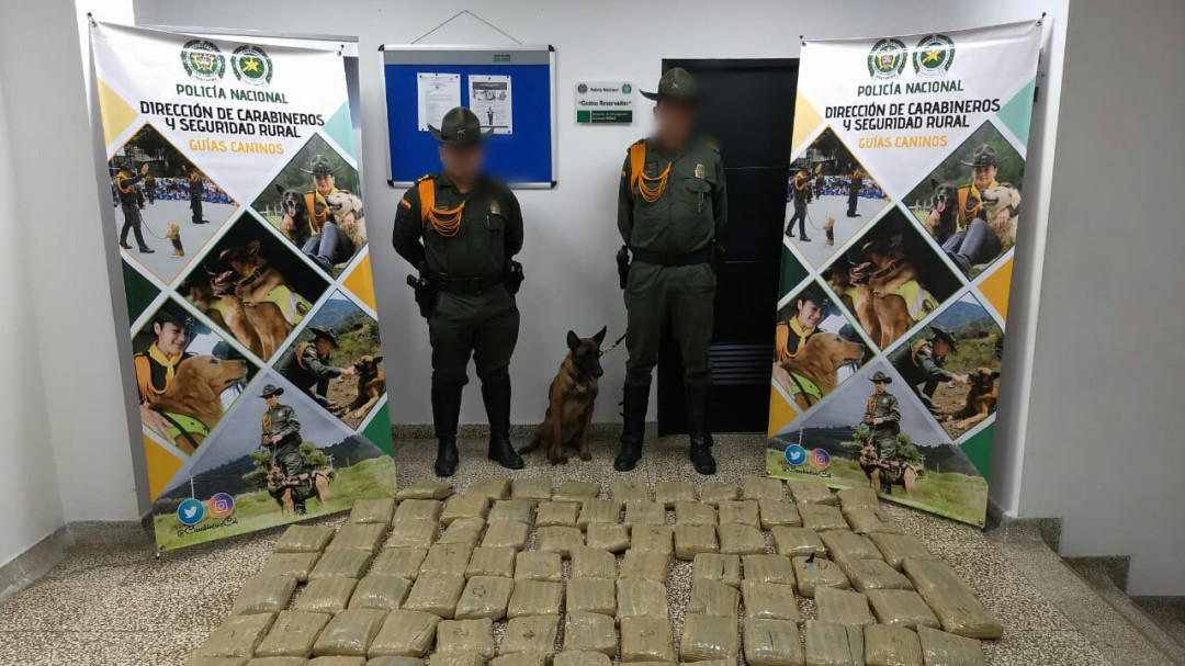 África, la guía canina de la policía da fuerte golpe a narcotraficantes