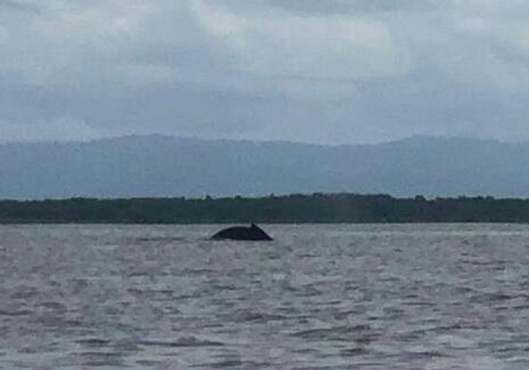 Una cría de ballena está extraviada en el Golfo de Urabá
