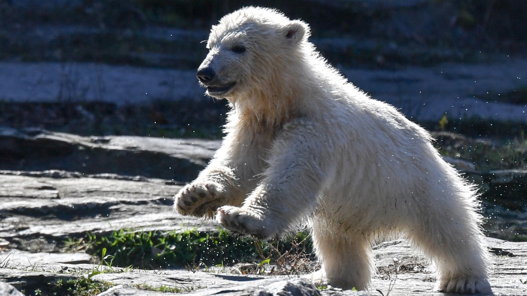Capturan en Rusia a osa polar hambrienta