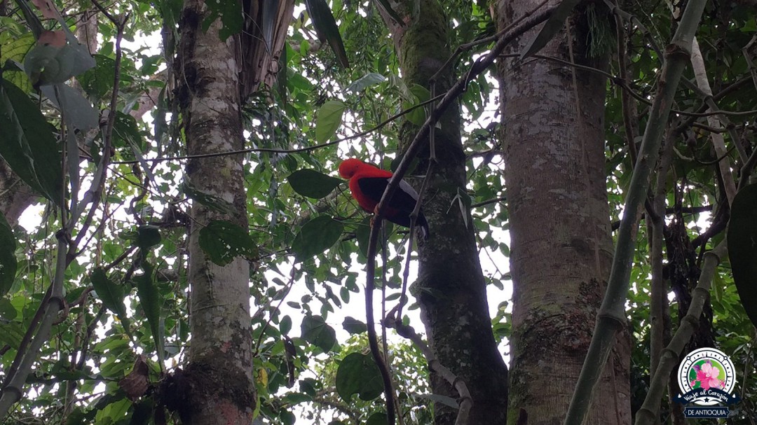 El gallito de roca, el visitante más ilustre de El Jardín