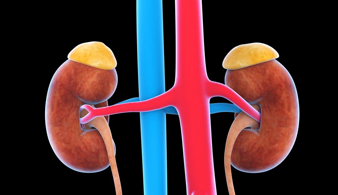 Cancer renal: La presencia de sangre en la orina, alerta para cáncer renal