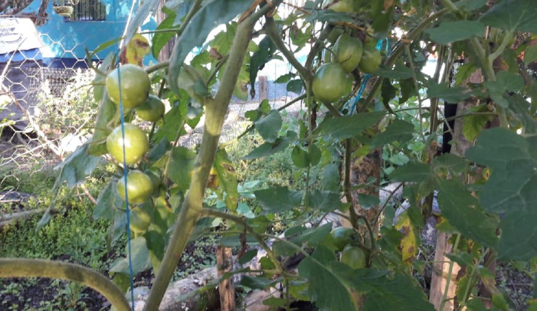 Cultivo de tomates en Yacopí, Cundinamarca