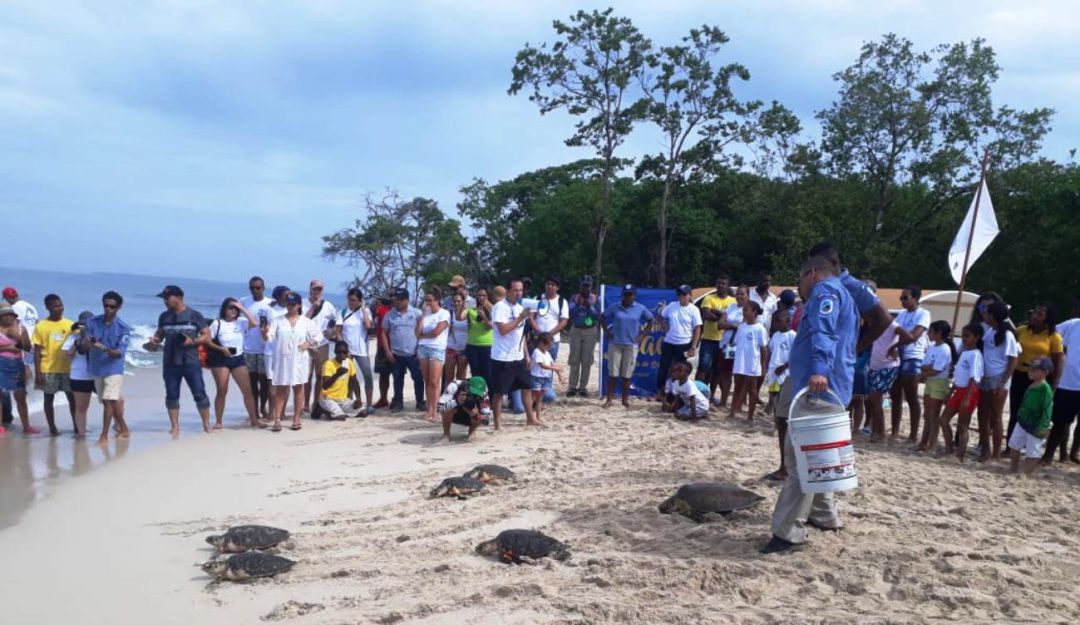 tortugas liberadas Cartagena: 15 tortugas marinas fueron liberadas en Cartagena