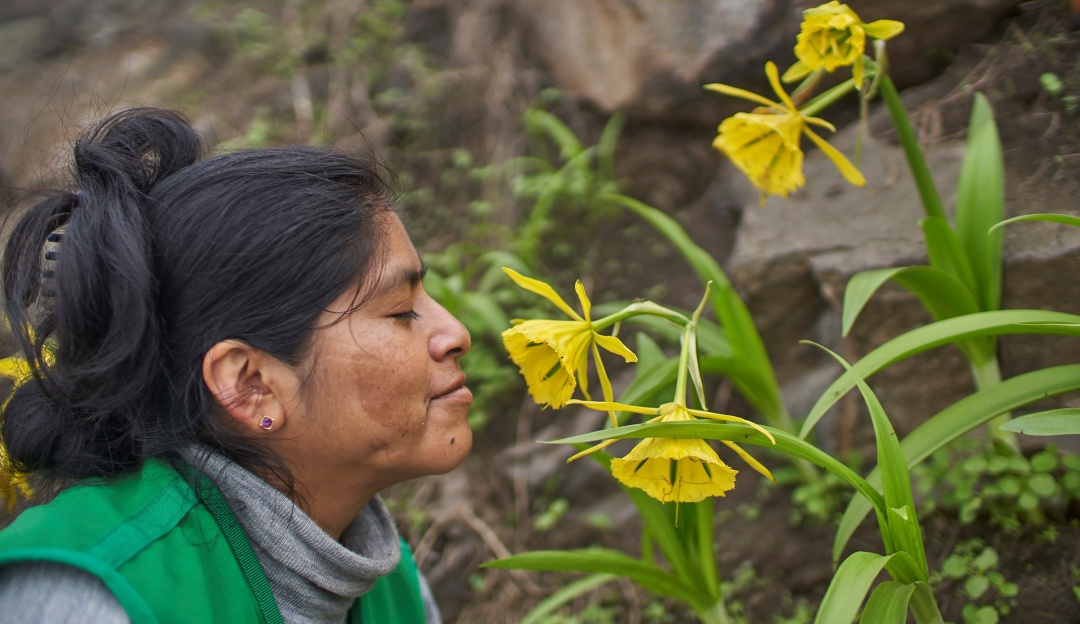 Una mujer mientras huele flores de Amancaes, en una ladera del bosque húmedo del Rímac.