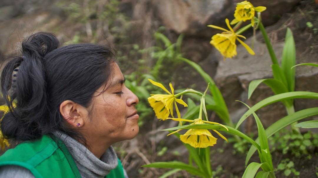La Flor de Amancaes, el símbolo de la Lima que florece
