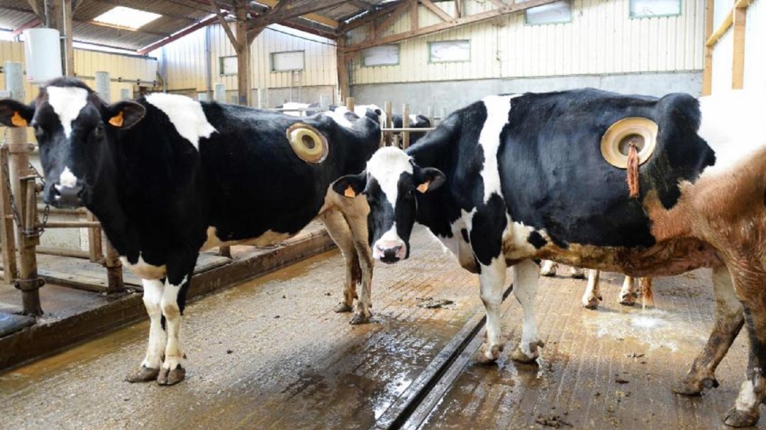 Vacas perforadas en estómago generan indignación en Francia