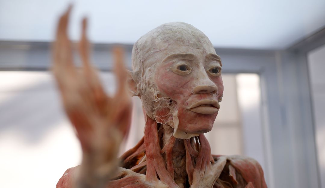 'Bodies', la exposición con cuerpos humanos reales