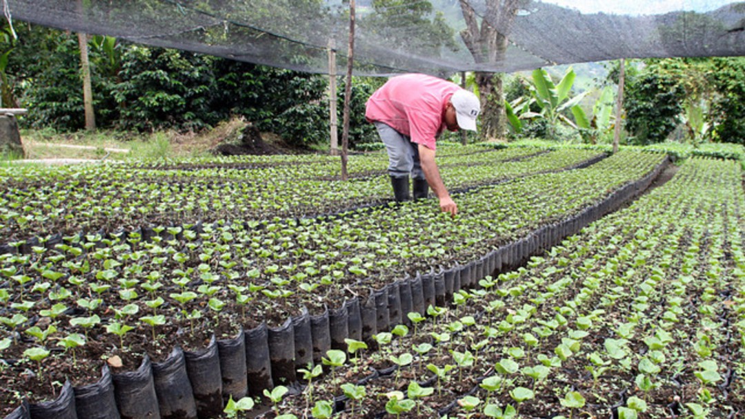 El 10 % de las familias cafeteras de Risaralda han cambiado de cultivo