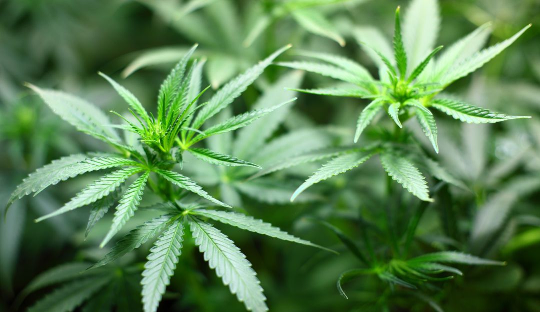 Cannabis medicinal ayudaría a controlar la anorexia y problemas de la piel