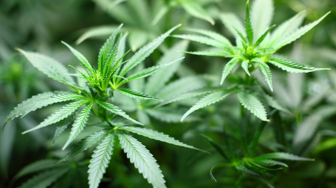 Cannabis medicinal ayudaría a controlar la anorexia y problemas de la piel