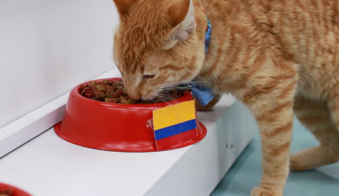 Gato predice triunfo Selección Colombia