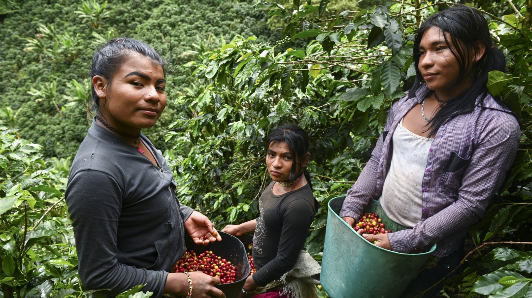 Indígenas trans en Colombia, una vida en fuga entre cafetales