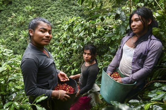Transexuales Colombia: Indígenas trans en Colombia, una vida en fuga entre cafetales Transexuales Colombia: Indígenas trans en Colombia, una vida en fuga entre cafetales
