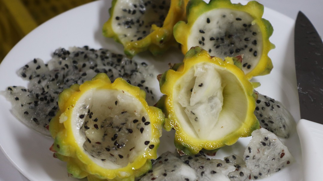 Pitahaya y otras frutas cultivadas en Boyacá conquistan el mercado Europeo