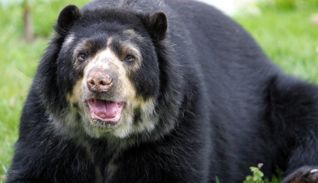 Oso de anteojos