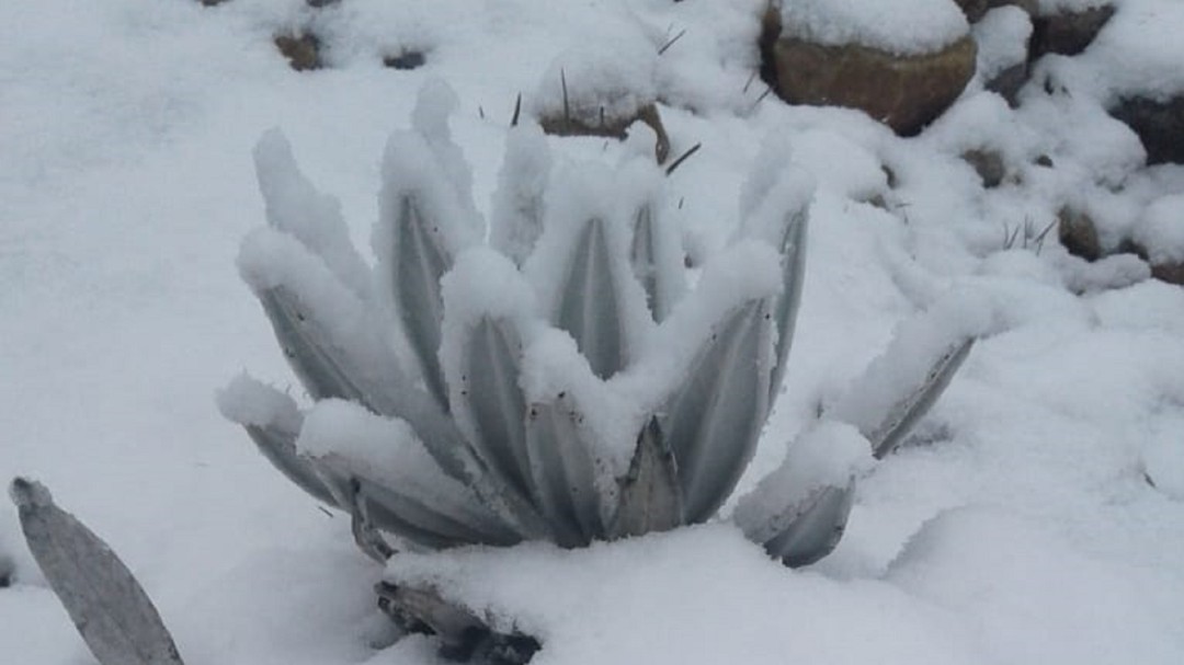 Espectacular caída de nieve en el Nevado del Cocuy