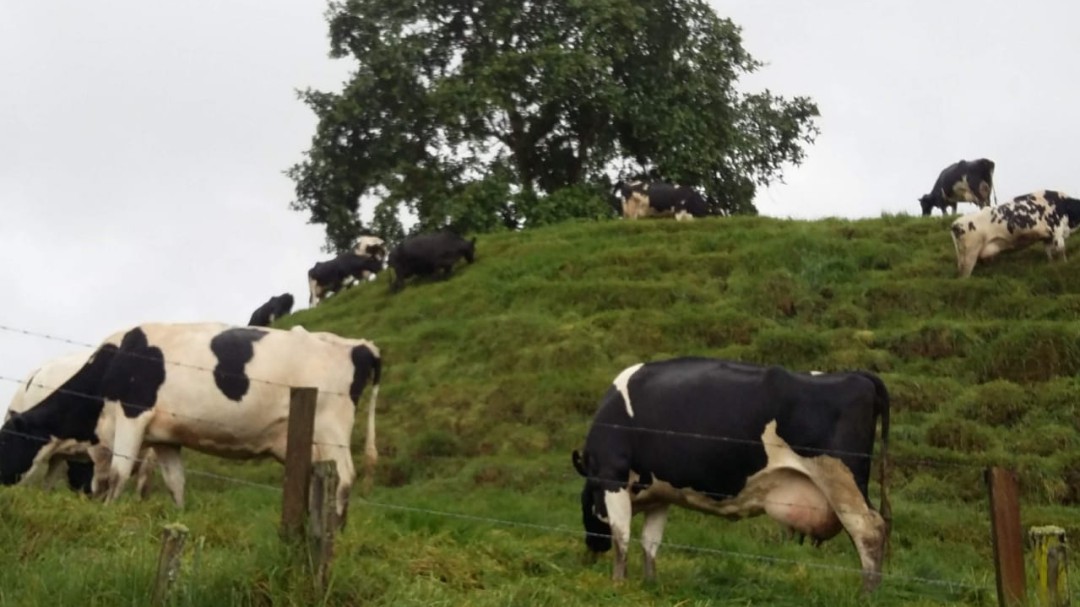 Ganaderos de Antioquia, afectados por importación masiva de leche en polvo