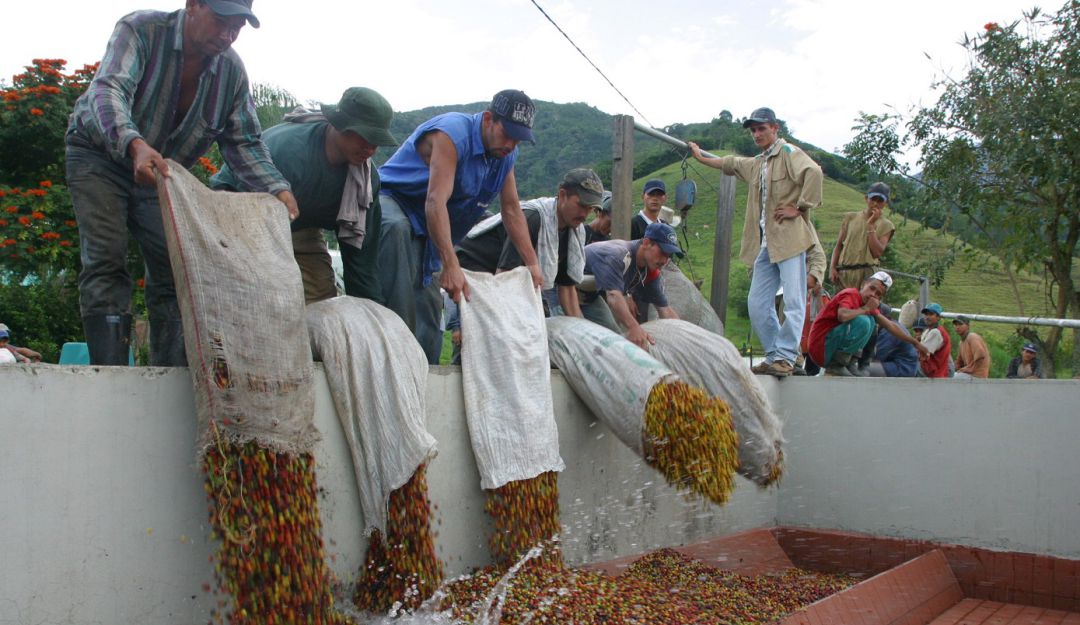 Viaje de Duque a China: El Gobierno buscará triplicar las exportaciones de café a China