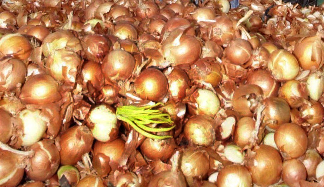 Cebollas Cucaita Nestlé: Alianza para producir caldos en cubos con cebollas de Cucaita