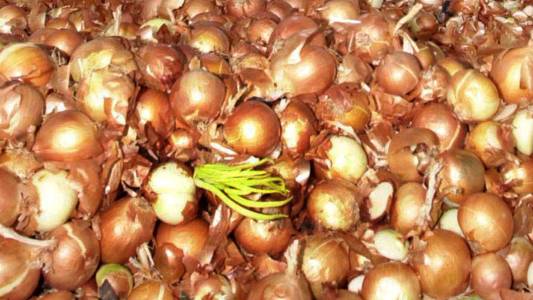 Alianza para producir caldos en cubos con cebollas de Cucaita