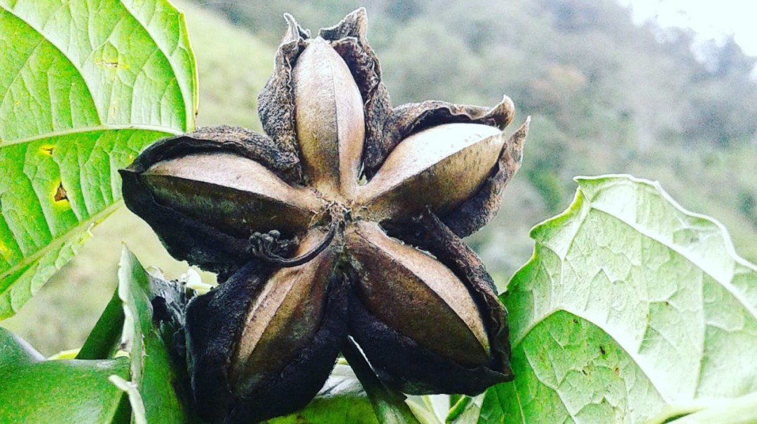 Así es la Sacha Inchi, una planta milagrosa que produce Colombia