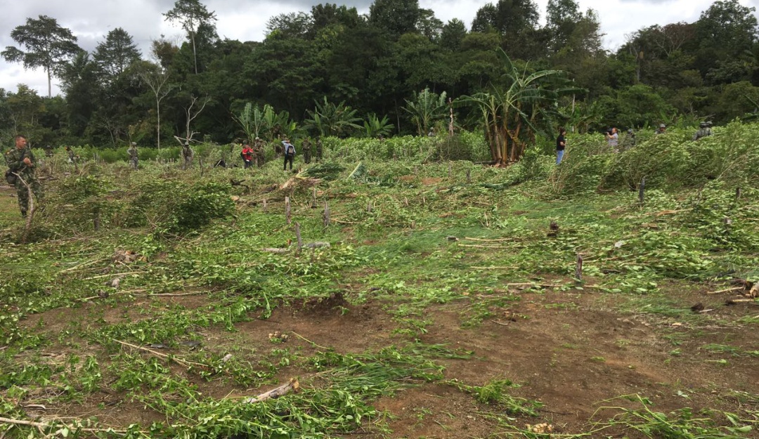 Cultivos de cocaína en el Catatumbo: Erradicación de cultivos ilícitos traerá más violencia advierten líderes