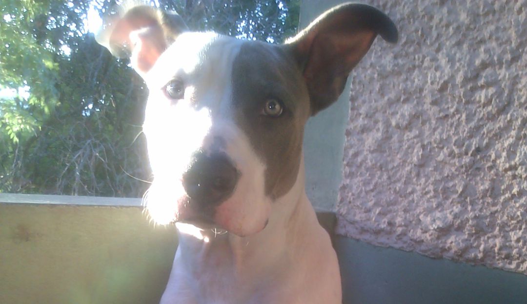 LANZAN PERRO PITBULL DE UN PISO 10 EN MEDELLÍN: Defensa propia, alegan implicados en lanzar perro de un piso 10 en Medellín